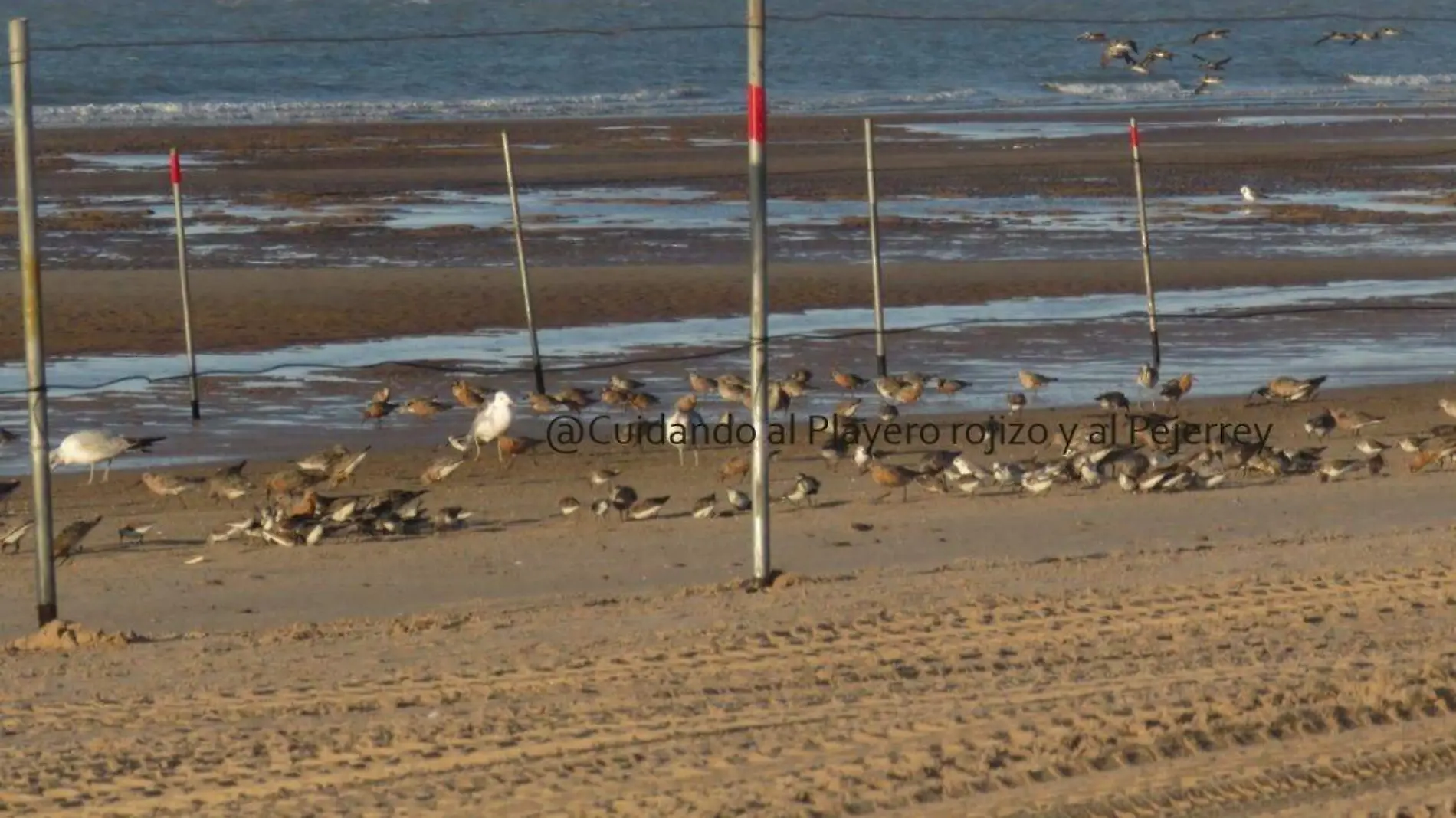 Entre montones de basura que el turismo dejó en las playas del Golfo de Santa Clara se detectaron pejerreyes sin vida